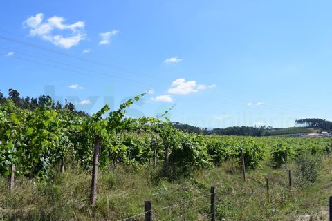 Helårsgrund i Moncao, Viana do Castelo, Moncao - € 3.000.000 | Ref: MNC1282T - foto 5