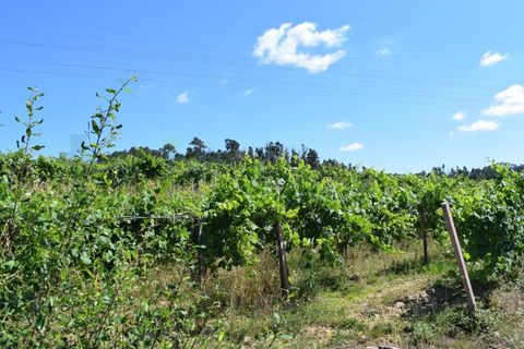 Helårsgrund i Moncao, Viana do Castelo, Moncao - € 3.000.000 | Ref: MNC1282T - foto 6
