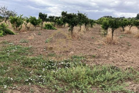 Helårsgrund i Quinta do Anjo, Setubal, Quinta do Anjo - € 290.000 | Ref: 1362 - foto 2