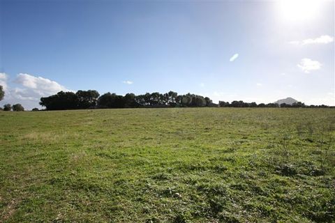 Terra a Pollenca, Mallorca, Pollenca - € 2.500.000 | Ref: POL0092_new - foto 13