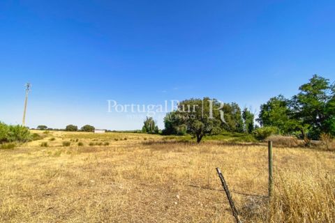 Farm i Avis, Portalegre, Avis - € 490.000 | Ref: 788-2 - foto 19
