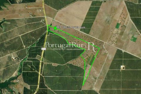 Farm i Avis, Portalegre, Avis - € 490.000 | Ref: 788-2 - foto 7