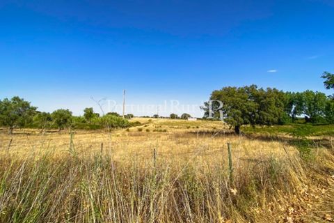 Farm i Avis, Portalegre, Avis - € 490.000 | Ref: 788-2 - foto 20