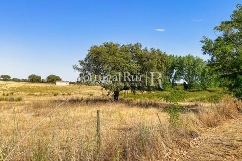 Farm i Avis, Portalegre, Avis - € 490.000 | Ref: 788-2 - foto 21