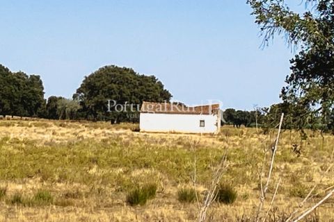 Farm i Avis, Portalegre, Avis - € 490.000 | Ref: 788-2 - foto 18