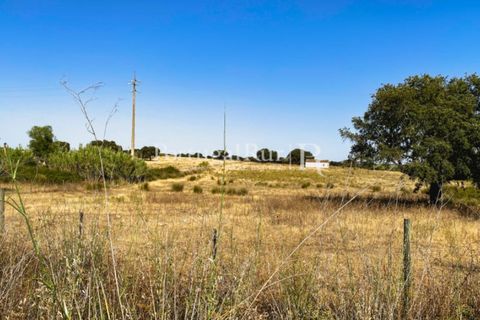 Farm i Avis, Portalegre, Avis - € 490.000 | Ref: 788-2 - foto 22