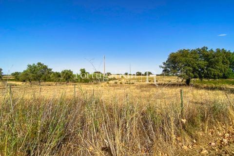 Farm i Avis, Portalegre, Avis - € 490.000 | Ref: 788-2 - foto 24