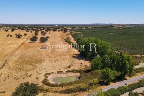 Farm i Avis, Portalegre, Avis - € 490.000 | Ref: 788-2 - foto 9