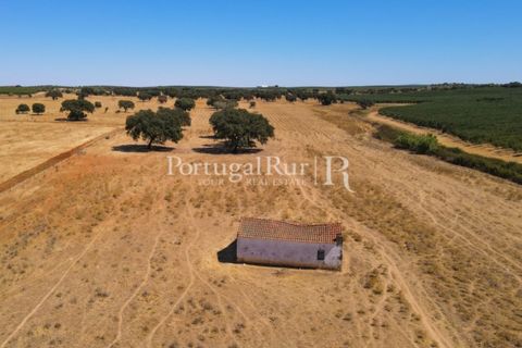 Farm i Avis, Portalegre, Avis - € 490.000 | Ref: 788-2 - foto 11