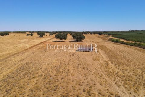 Farm i Avis, Portalegre, Avis - € 490.000 | Ref: 788-2 - foto 13