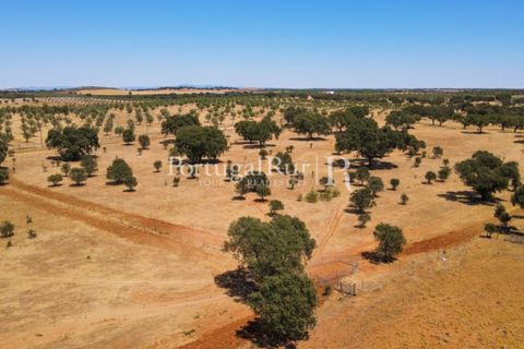 Farm i Avis, Portalegre, Avis - € 490.000 | Ref: 788-2 - foto 14