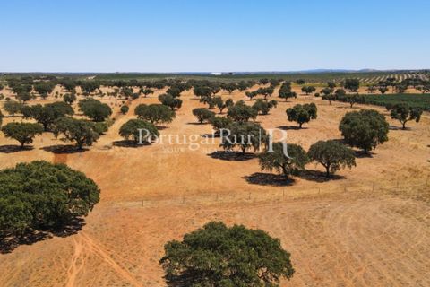 Farm i Avis, Portalegre, Avis - € 490.000 | Ref: 788-2 - foto 15