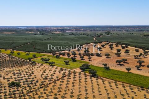 Farm i Avis, Portalegre, Avis - € 490.000 | Ref: 788-2 - foto 10
