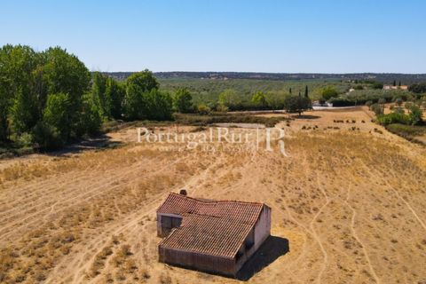 Farm i Avis, Portalegre, Avis - € 490.000 | Ref: 788-2 - foto 17