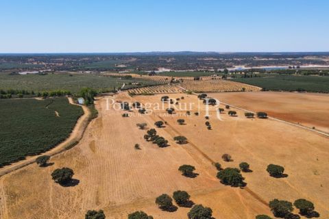 Farm i Avis, Portalegre, Avis - € 490.000 | Ref: 788-2 - foto 8
