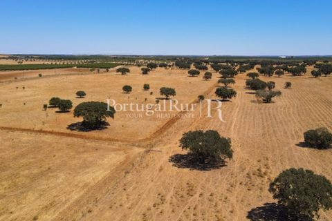 Farm i Avis, Portalegre, Avis - € 490.000 | Ref: 788-2 - foto 27