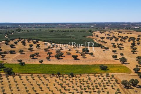 Farm i Avis, Portalegre, Avis - € 490.000 | Ref: 788-2 - foto 28