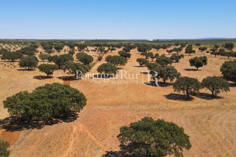 Farm i Avis, Portalegre, Avis - € 490.000 | Ref: 788-2 - foto 29
