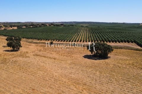 Farm i Avis, Portalegre, Avis - € 490.000 | Ref: 788-2 - foto 30