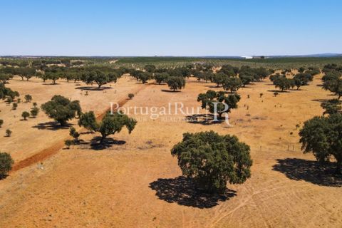 Farm i Avis, Portalegre, Avis - € 490.000 | Ref: 788-2 - foto 31