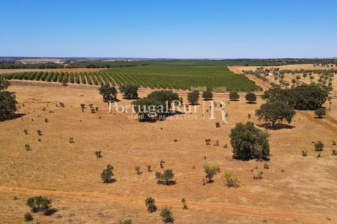 Farm i Avis, Portalegre, Avis - € 490.000 | Ref: 788-2 - foto 32