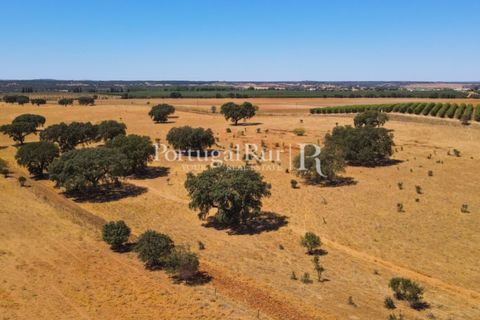 Farm i Avis, Portalegre, Avis - € 490.000 | Ref: 788-2 - foto 33