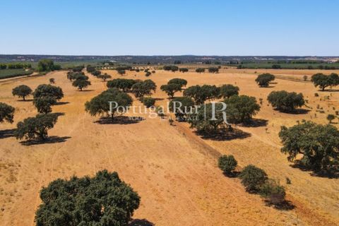 Farm i Avis, Portalegre, Avis - € 490.000 | Ref: 788-2 - foto 34