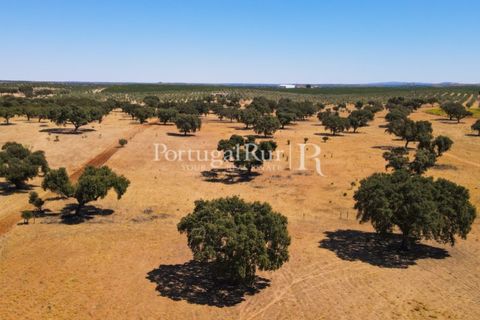 Farm i Avis, Portalegre, Avis - € 490.000 | Ref: 788-2 - foto 35