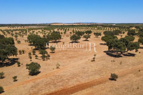 Farm i Avis, Portalegre, Avis - € 490.000 | Ref: 788-2 - foto 36