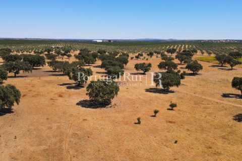 Farm i Avis, Portalegre, Avis - € 490.000 | Ref: 788-2 - foto 37