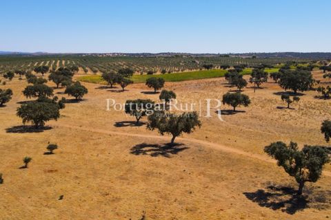 Farm i Avis, Portalegre, Avis - € 490.000 | Ref: 788-2 - foto 38