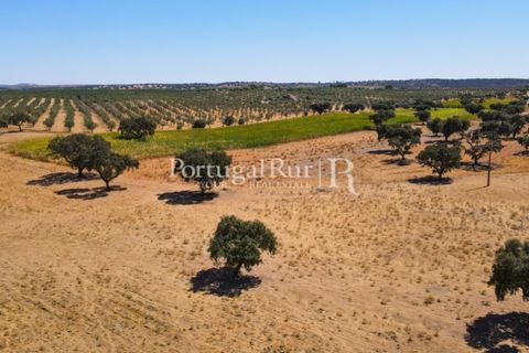 Farm i Avis, Portalegre, Avis - € 490.000 | Ref: 788-2 - foto 39
