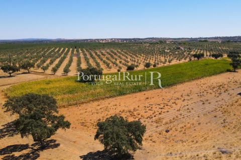 Farm i Avis, Portalegre, Avis - € 490.000 | Ref: 788-2 - foto 40
