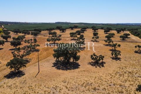 Farm i Avis, Portalegre, Avis - € 490.000 | Ref: 788-2 - foto 41
