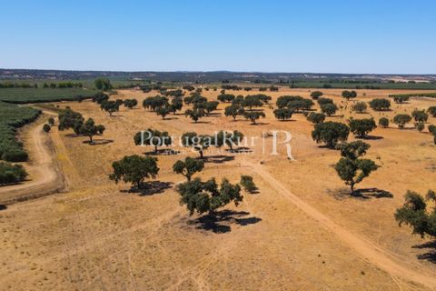 Farm i Avis, Portalegre, Avis - € 490.000 | Ref: 788-2 - foto 42
