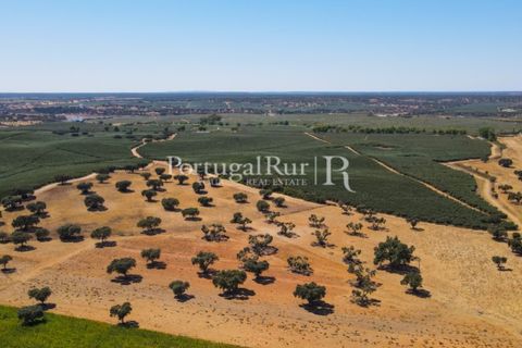 Farm i Avis, Portalegre, Avis - € 490.000 | Ref: 788-2 - foto 43