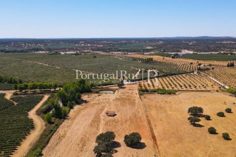 Farm i Avis, Portalegre, Avis - € 490.000 | Ref: 788-2 - foto 44