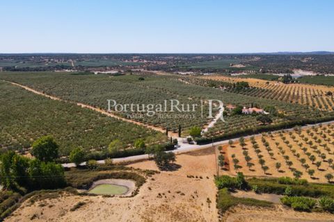 Farm i Avis, Portalegre, Avis - € 490.000 | Ref: 788-2 - foto 45