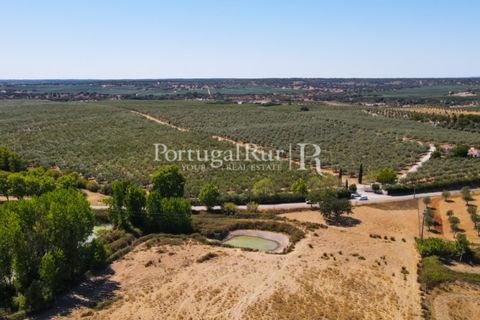 Farm i Avis, Portalegre, Avis - € 490.000 | Ref: 788-2 - foto 46