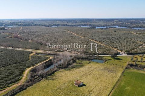 Farm i Avis, Portalegre, Avis - € 490.000 | Ref: 788-2 - foto 1