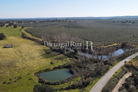 Farm i Avis, Portalegre, Avis - € 490.000 | Ref: 788-2 - foto 3