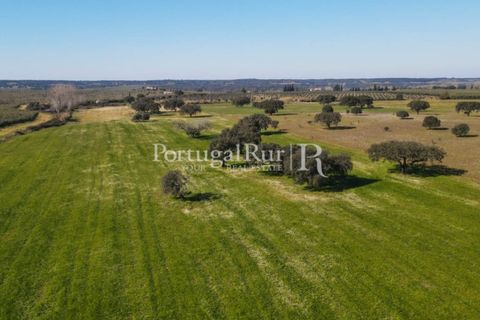 Farm i Avis, Portalegre, Avis - € 490.000 | Ref: 788-2 - foto 4