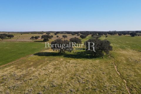 Farm i Avis, Portalegre, Avis - € 490.000 | Ref: 788-2 - foto 5