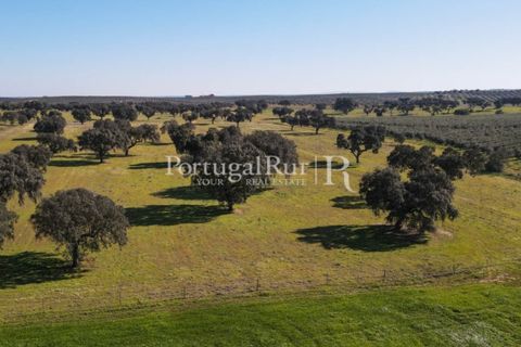 Farm i Avis, Portalegre, Avis - € 490.000 | Ref: 788-2 - foto 6