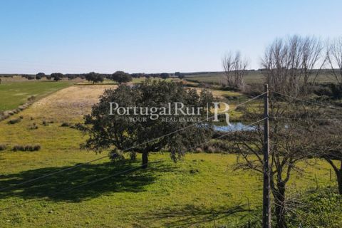 Farm i Avis, Portalegre, Avis - € 490.000 | Ref: 788-2 - foto 49