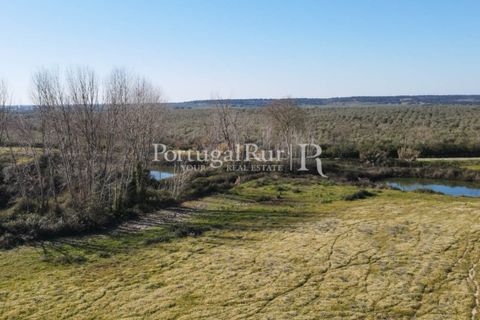Farm i Avis, Portalegre, Avis - € 490.000 | Ref: 788-2 - foto 50