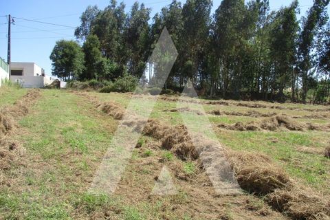 Terra a Oia, Aveiro, Oia - € 80.000 | Ref: 1050926/22 OB - foto 6