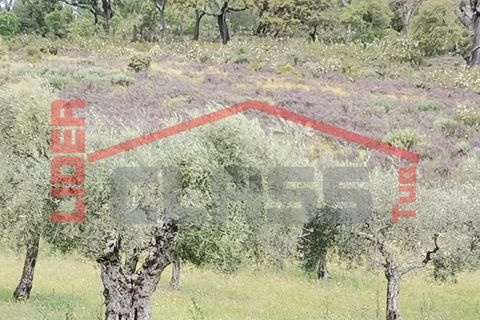 Terra a Mogadouro, Braganca, Mogadouro - € 15.000 | Ref: 90-P01-001099 - foto 6