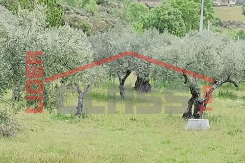 Terra a Mogadouro, Braganca, Mogadouro - € 15.000 | Ref: 90-P01-001099 - foto 3