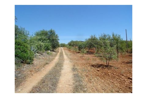 Landejendom i Albufeira, Faro, Albufeira - € 1.300.000 | Ref: 919 - foto 5